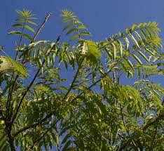 Image result for Zanthoxylum lindense