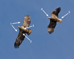 The juvenile bald eagle is mostly dark brown with dark brown eyes and a gray or black bill, but has white patches or spots on its tail, belly and under its bald eagles in florida return to nest territories in the fall to begin nest building or repair. Bald Eagle Id Maryland Bird Conservation Partnership