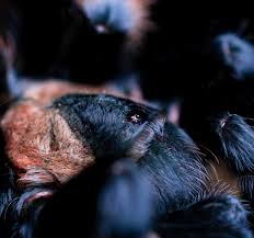 Image result for Emilia brachycephala