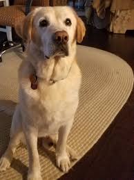 What to do with a chocolate lab puppy? Success Stories By Name Labrador Retriever Rescue Of Florida