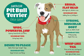 8 Things Animal Shelters Want You To Know About Pit Bull