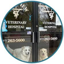 We have been serving the community of cottage grove, woodbury, hastings, and the surrounding area since 1972 and the relationships we form with the pets and people here are what we value above all else.our veterinarian care in cottage grove, mn delivers exceptional care. Veterinarian In Boonton Nj Vet Care Contact Our Animal Hospital