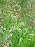 Image result for Setaria pseudaristata