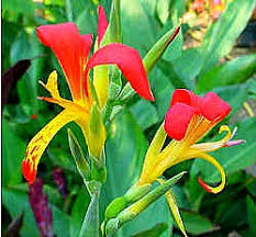 Image result for Canna indica