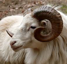 Free Image On Pixabay Ram Head Horn Fauna Goat Animals With Horns Animal Totems Goats