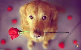 Download Cute Dog Animals Iphone Hd Wallpapers Hd Widescreen Wallpaper Or High Definition Widescreen Wallpapers From Th Cute Dogs Animals Beautiful Dogs Photos