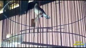 Burung ini juga memiliki sebutan perenjak jawa, meskipun lebih familiar dengan sebutan burung ciblek. Ciblek Kristal Gacor Cocok Untuk Memancing Bunyi Burung Bahan Yenkuro Losari Enterprise Youtube