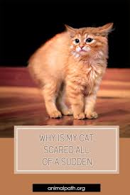 Why Is My Cat Scared All Of A Sudden In 2020 Anxious Cat Scared Cat Cat Behavior