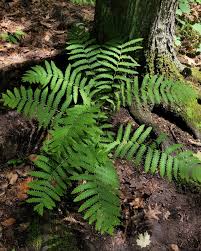 Image result for Osmundaceae