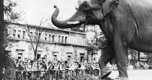 The Elephants Of The Berlin Zoo Zoo Elephant Berlin