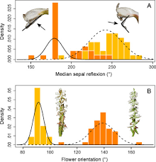 Image result for Satyrium longicauda