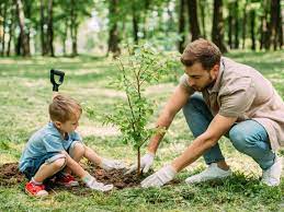 Tree Planting Tips How And When To Plant Trees Trees To Plant Tree Care Plants