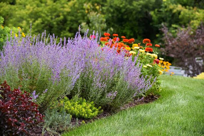  Russian Sage
