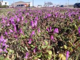 They bloom on slender stalks that are lost in the foliage from april to june; Invasion Of The Purple Flowers Lawn Care Landscape Maintenance Tulsa Oklahoma City Ok