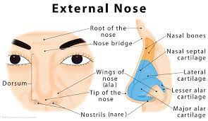 Together, the greater alar cartilage and the lesser alar cartilages give your tip and nostrils their shape. Nose Definition Anatomy Functions Diagram