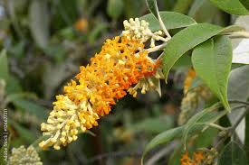 Image result for Buddleja madagascariensis