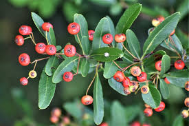 Image result for Blotiella crenata