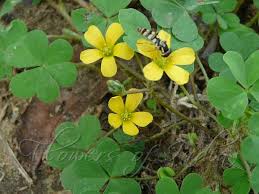 Image result for Oxalis corniculata