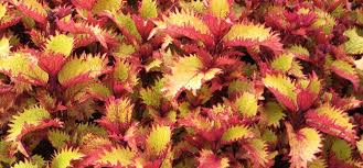 Image result for Coleus pentheri