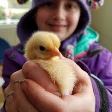 TOP 10 BEST Horse Boarding near Billerica, MA