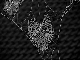 Web Karate Moves Types Of Spiders Spider Web