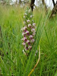 Image result for Brachycorythis conica