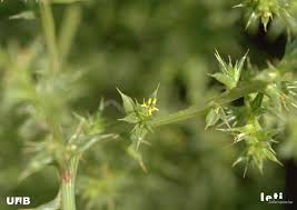 Image result for Salsola kali
