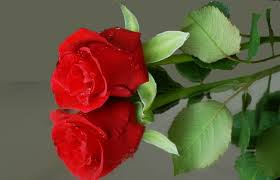 Here you can get the best roses wallpapers for desktop for your desktop and mobile devices. Flower Reflection Red Rose Wallpapers Hd Desktop And Mobile Backgrounds