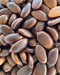 Image result for Diospyros squarrosa