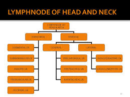 lymphatic drainage of head neck ppt video online download