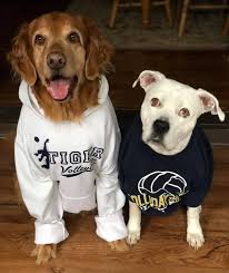 HAJHS L'il Lady Tigers Volleyball Team