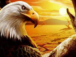 Eagle Wallpapers Free Download 1024 768 Eagle Wallpapers Free Download 64 Wallpapers Adorable Wallpapers Eagle Wallpaper Eagle Native American Animals