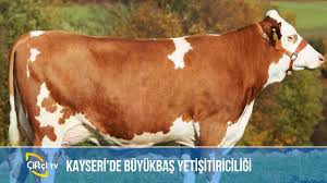 Kayseri De Buyukbas Yetistiriciligi Anadolu Sevdasi Youtube