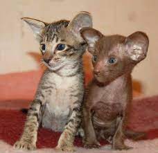 Cat Picture 900x872 With Oriental Shorthair Grey Hair Brown Hair Standing Kitten Blue Eyes Br Oriental Shorthair Cats Cute Cats Cute Animals