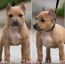 Litter Of 6 American Bully Puppies For Sale In Riverside Ca Adn 40011 On Puppyfinder Com Gender Male S And Female S Puppies For Sale Puppies American Bully