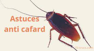 Check spelling or type a new query. Epingle Sur Animal Insecte