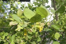 Image result for Grewia flavescens