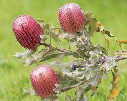 Check spelling or type a new query. Drought Tolerant Plants
