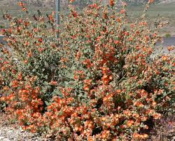 Sep 22, 2020 · will vinegar kill sand spurs? How To Get Rid Of Goat S Head Weeds Seeds And Stickers Dengarden