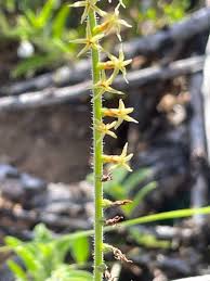 Image result for Heliotropium zeylanicum