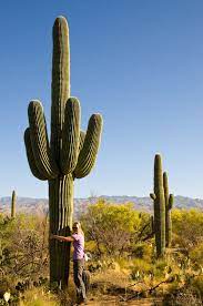 Then, put the cactus back in the sun for a while each day, increasing the time incrementally. Pin On Places I Ve Been To And Want To Go