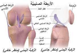 Ligaments are vital to your joints working the way they're supposed to. Ù…Ù„Ù Cruciate Ligaments Ar Png ÙˆÙŠÙƒÙŠØ¨ÙŠØ¯ÙŠØ§