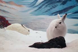 The snowshoe hare is a small mammal and a rabbit. Arctic Hare Pictures Diet Breeding Life Cycle Facts Habitat Behavior Animals Adda