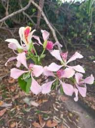 Image result for Bauhinia monandra