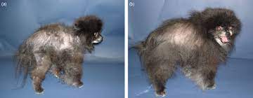 Alopecia x is an genetic disease of dogs characterized by a noninflammatory, progressive, bilaterally symmetrical progressive alopecia caused by premature catagen (cessation phase). Treatment Of Alopecia X With Medroxyprogesterone Acetate Semantic Scholar