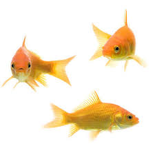 Goldfish Swim Bladder Disease Treating The Causes