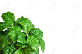 We did not find results for: Young Sprouts Of Coffee Tree In A Pot Coffee Tree Leaves With Drops Of Water Isolated On White Background Free Space For Text Stock Photo Picture And Royalty Free Image Image 88767494