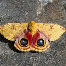 Image result for Otomeria elatior