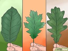 3 ways to identify oak leaves wikihow