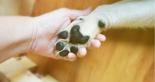 Symptoms of footpad injury in cats. How Do You Treat A Carpal Pad Injury In Dogs Petcoach